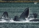 Comienza la caza de ballenas en Japón, aunque ya hay voces en contra