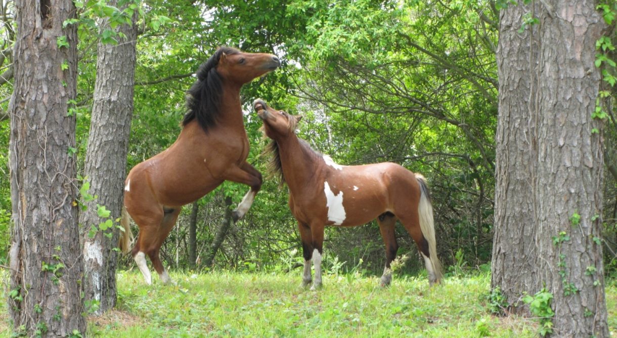 La gente se lo pregunta: ¿Tienen los caballos capacidad de pensar?