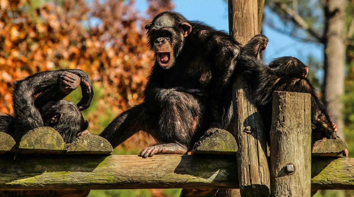 Nuevo estudio concluye que los chimpancés agresivos viven menos