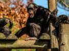 Nuevo estudio concluye que los chimpancés agresivos viven menos