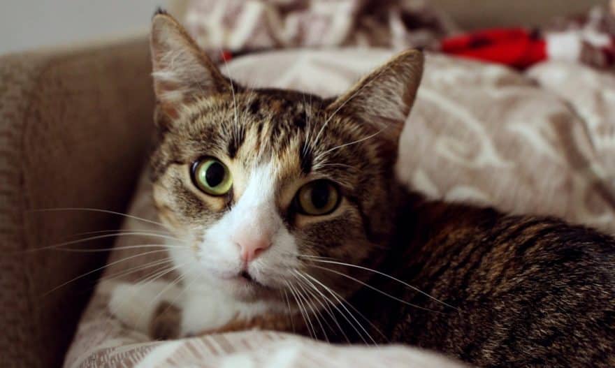 Gato
