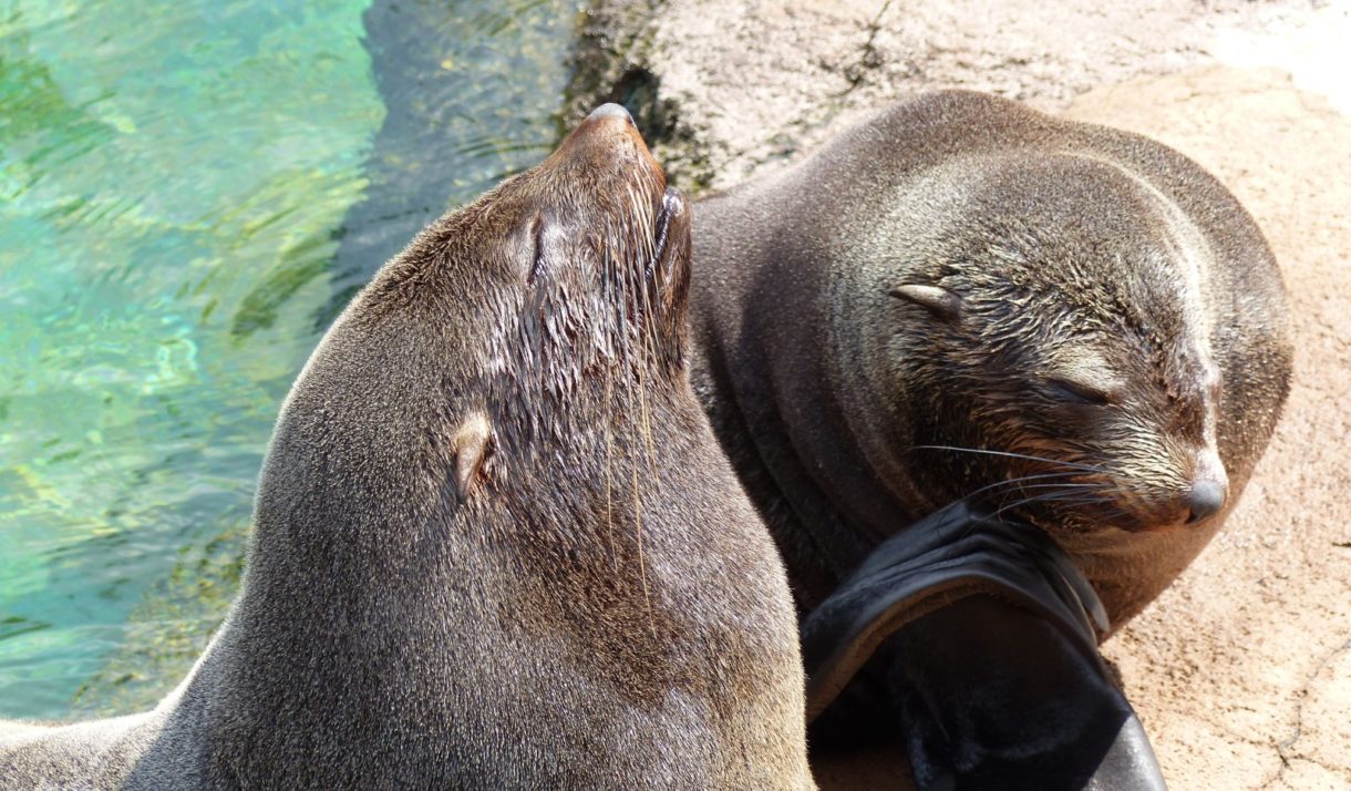 Los leones marinos de California están en peligro por una enfermedad