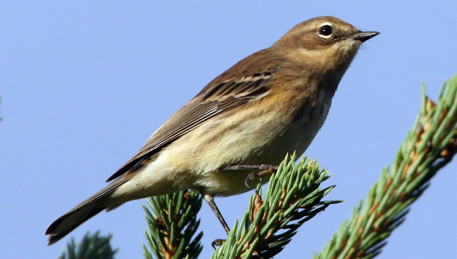 Descubren a un pájaro que con