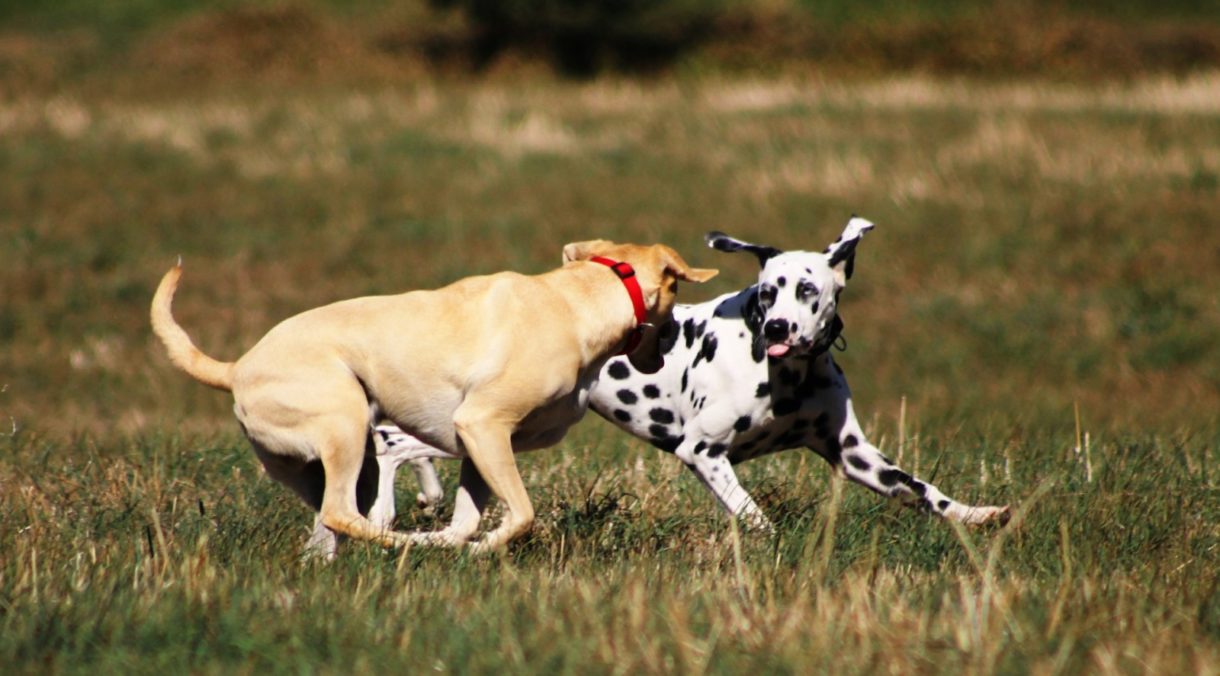 ¿Por qué los perros destrozan sus juguetes?