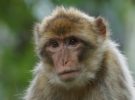¿Y si se extinguieran los primates que hay en China?