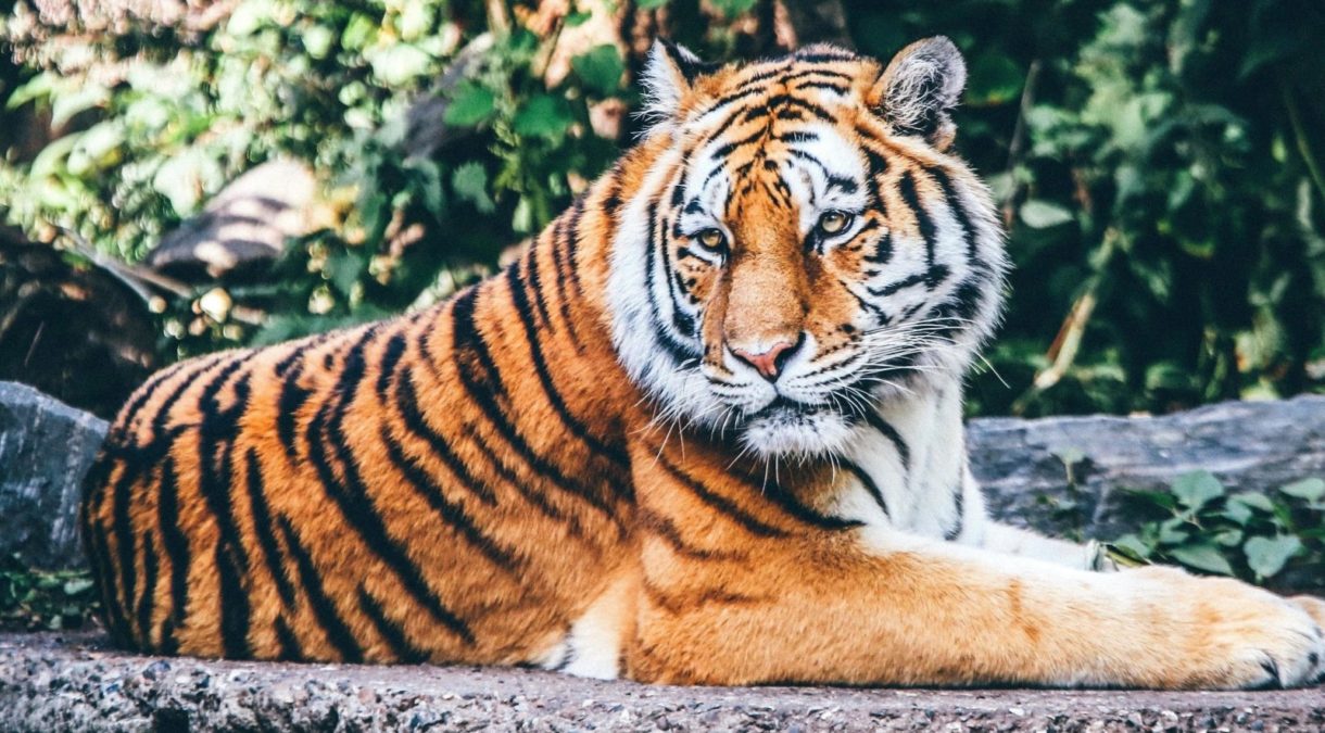 La muerte de la tigresa Avni provoca el enfado en India