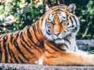La muerte de la tigresa Avni provoca el enfado en India