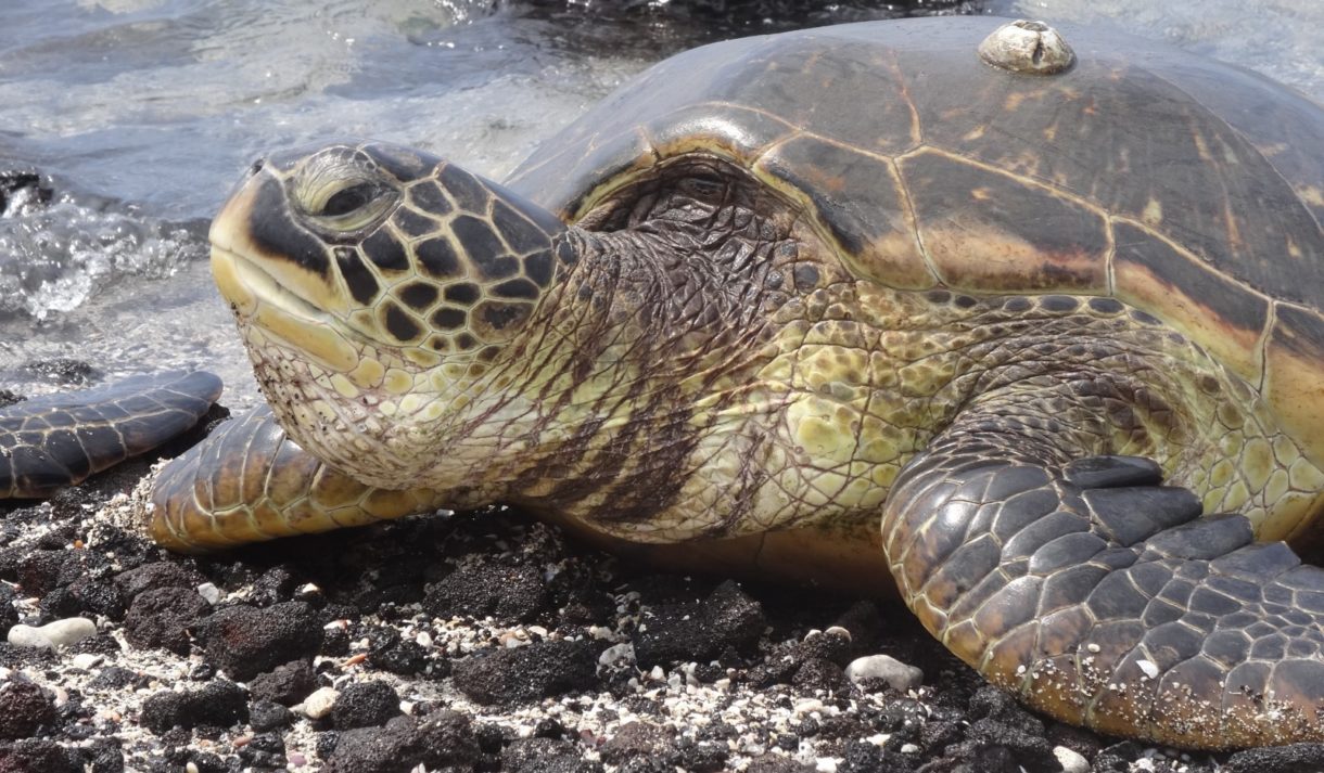 El Cambio Climático está afectando a las tortugas