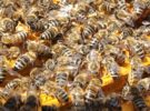 Así es el nuevo medicamento que ayudará a las abejas