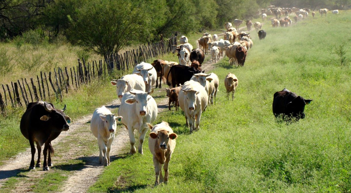 El orujo de la uva ya se utiliza para alimentar el ganado