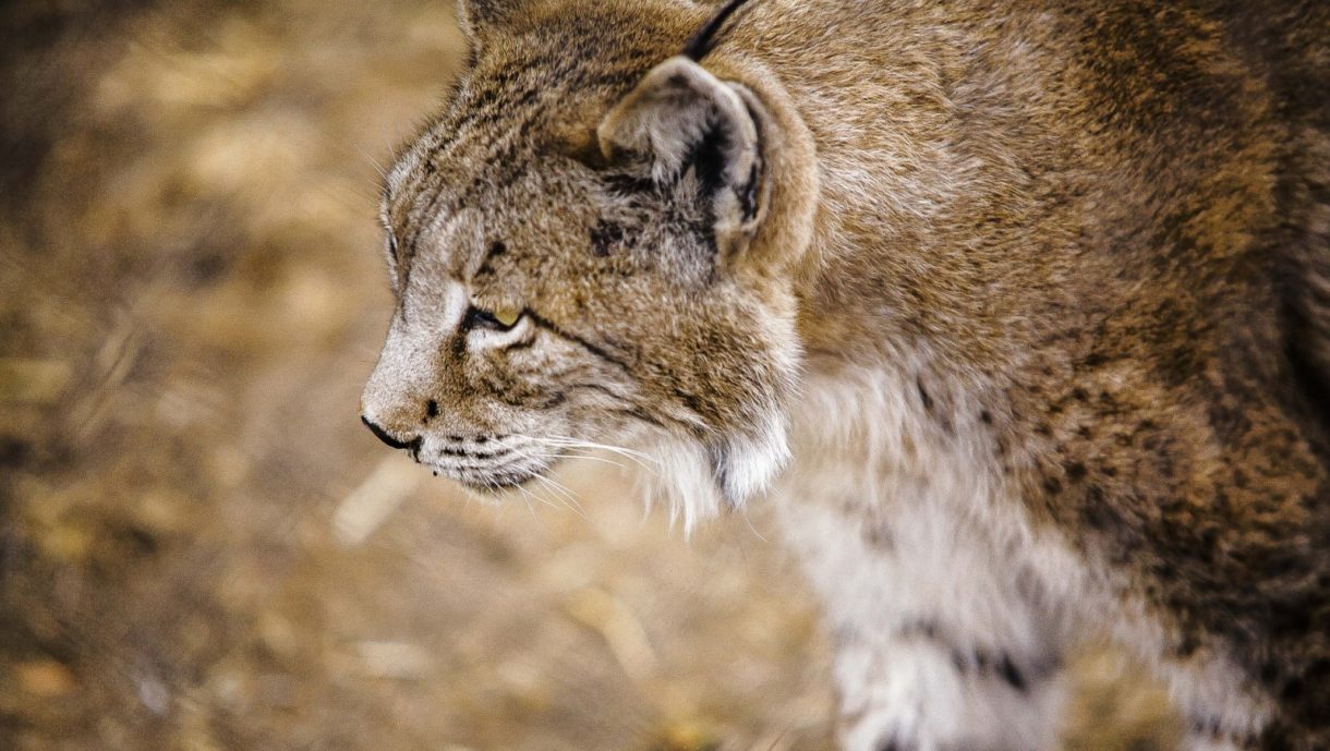 Descubren a un lince muerto con 300 balines de escopeta