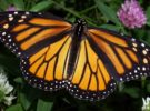 Las mariposas monarcas y su ruta de 5.000 kilómetros