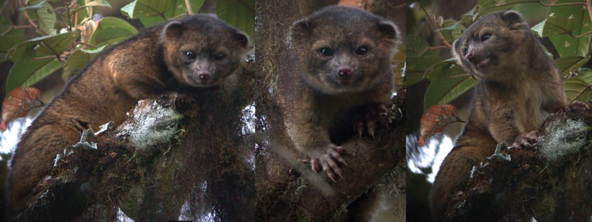 Descubren al olinguito, posiblemente una nueva especie de mamífero