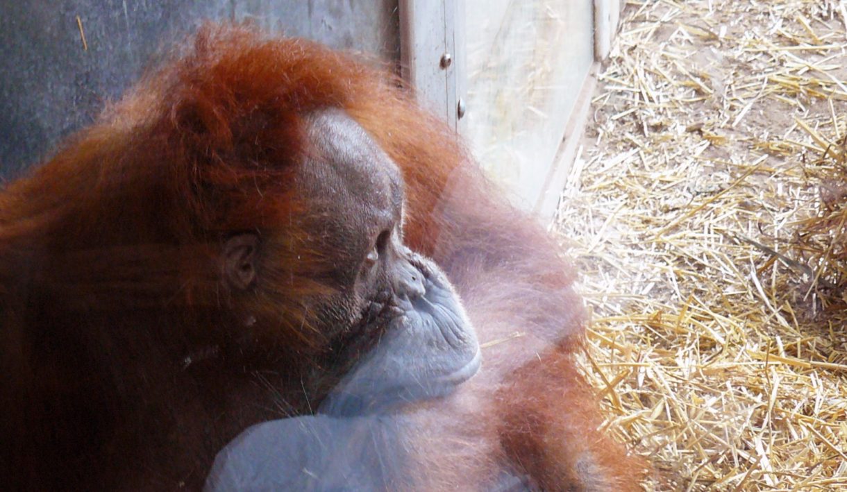 Expertos aseguran que los orangutanes de Indonesia están amenazados