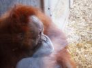 Expertos aseguran que los orangutanes de Indonesia están amenazados