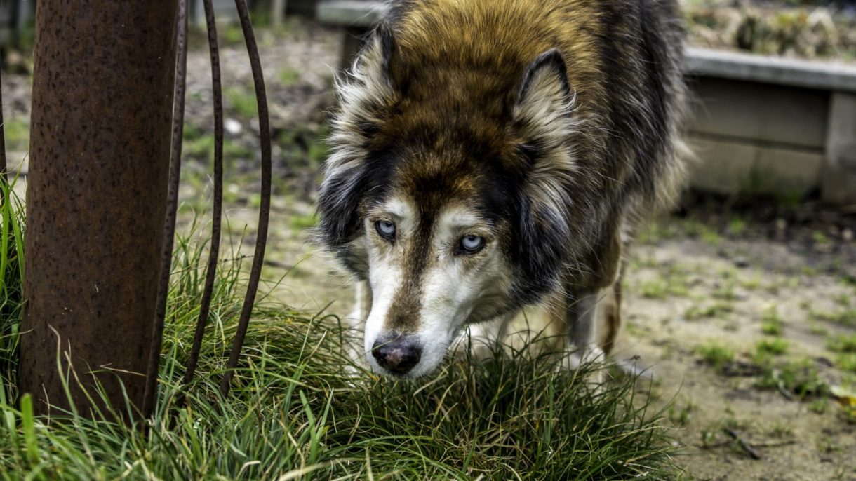 El cannabis se legaliza, y los perros se jubilan