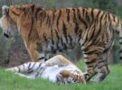 Tráfico de tigres, una actividad que parece crecer en Europa
