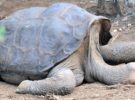 Lonesome George, la tortuga con el secreto de la longevidad