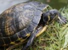 Por qué las tortugas de agua necesitan el sol