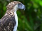 El águila filipina, un animal que casi se ha extinguido