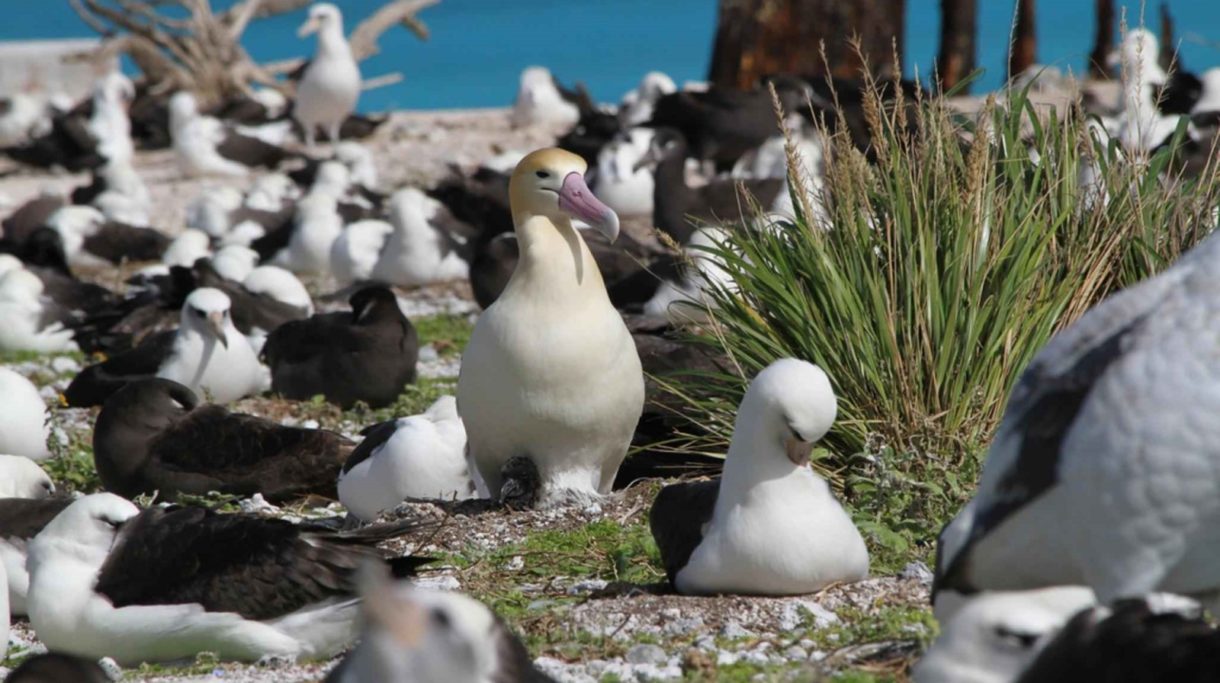 Albatros de cola corta, una especie que sigue en peligro de extinción