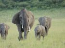 Aclarando las muertes de elefantes en Masai Mara