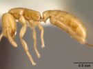 Hormigas Drácula, el animal con el movimiento más rápido
