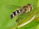 Usando a los insectos como armas biológicas