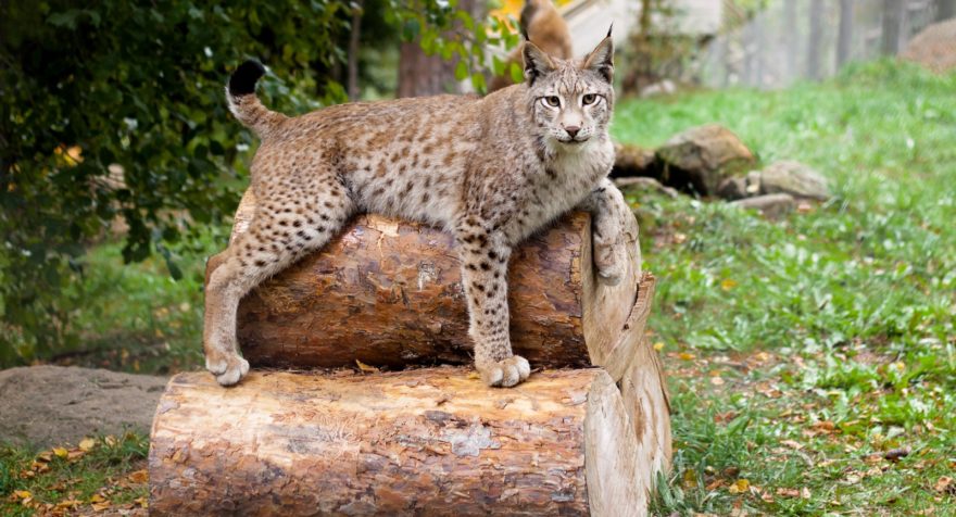Lince Ibérico