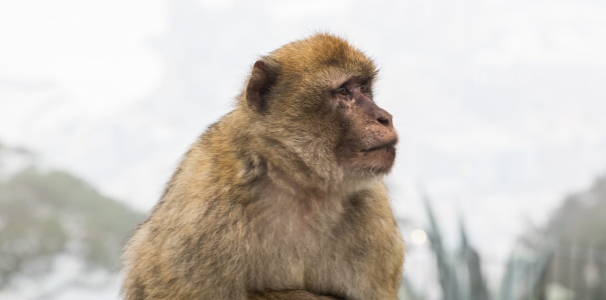 Los monos demuestran estrés por la presencia de turistas