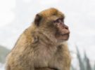 Los monos demuestran estrés por la presencia de turistas