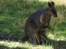 Australia ya es el lugar con mayor cantidad de marsupiales