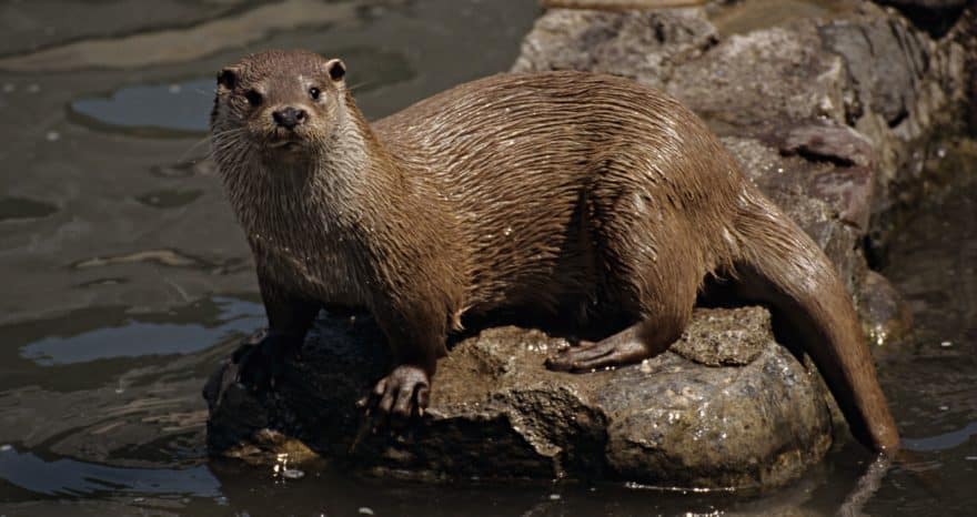 Nutria