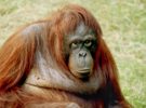 Liberan a una hembra de orangután albino, un caso excepcional