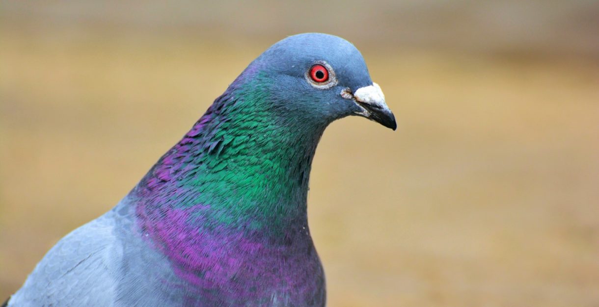 Las plumas de las aves indican las enfermedades que tienen