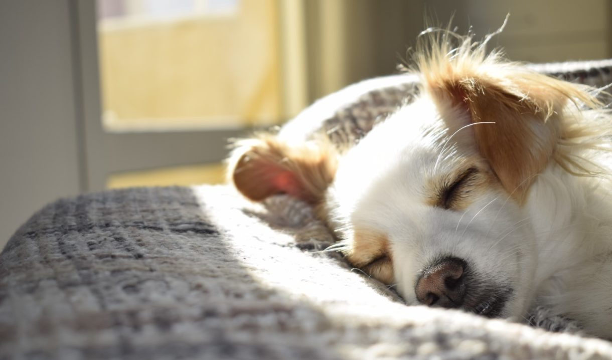 Un estudio sugiere que dormir con mascotas es bueno para los dolores crónicos