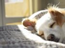 Un estudio sugiere que dormir con mascotas es bueno para los dolores crónicos