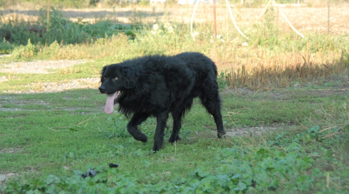 Illinois: los dueños de los perros serán responsables de lo que hagan