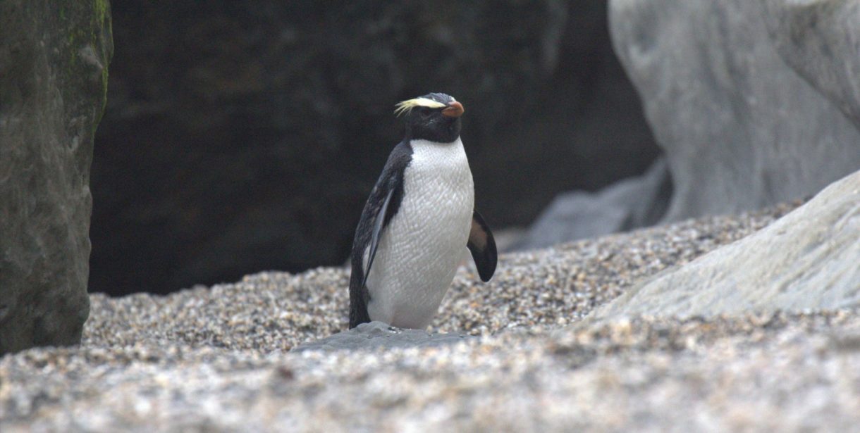 Así son los curiosos pingüinos que hacen una maratón de 6.800 kilómetros