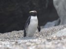 Así son los curiosos pingüinos que hacen una maratón de 6.800 kilómetros
