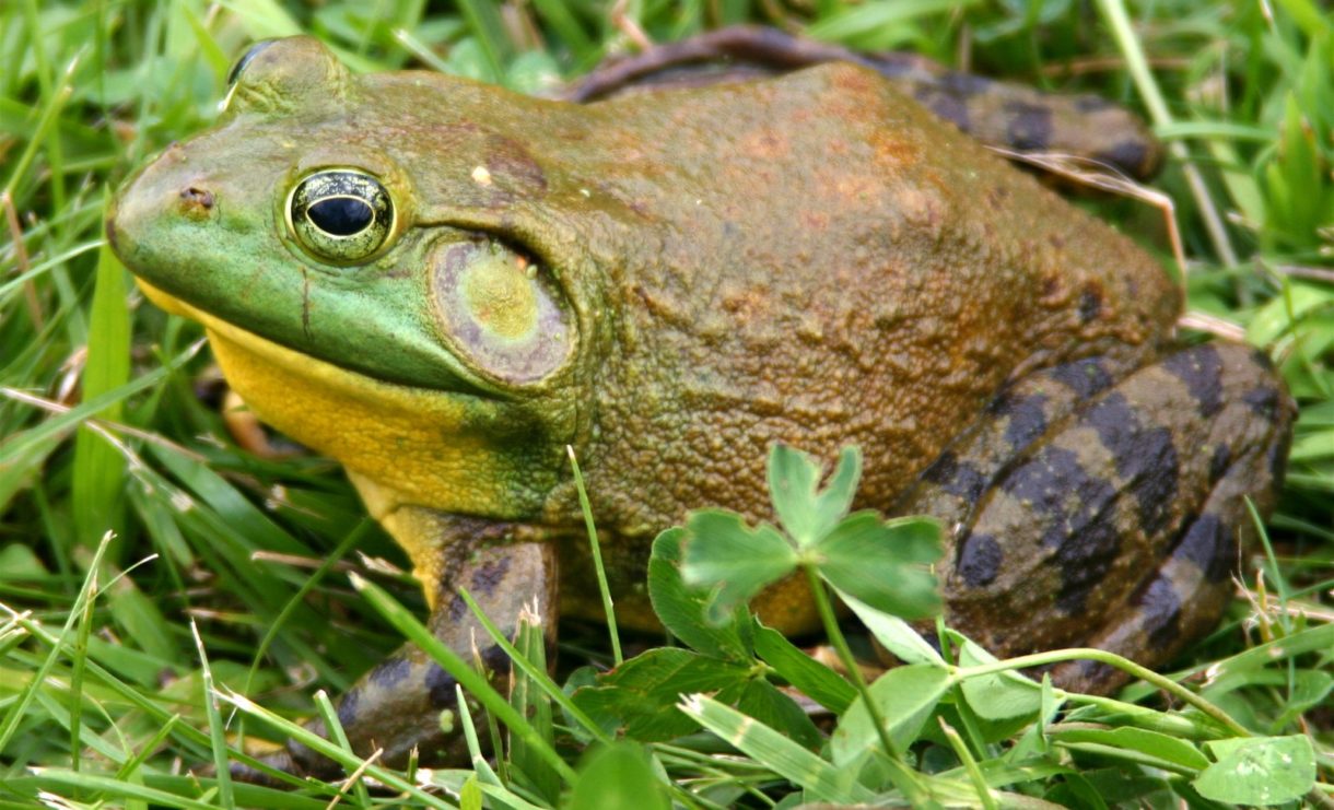 La rana toro ya es considerada como una especie invasora