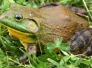 La rana toro ya es considerada como una especie invasora