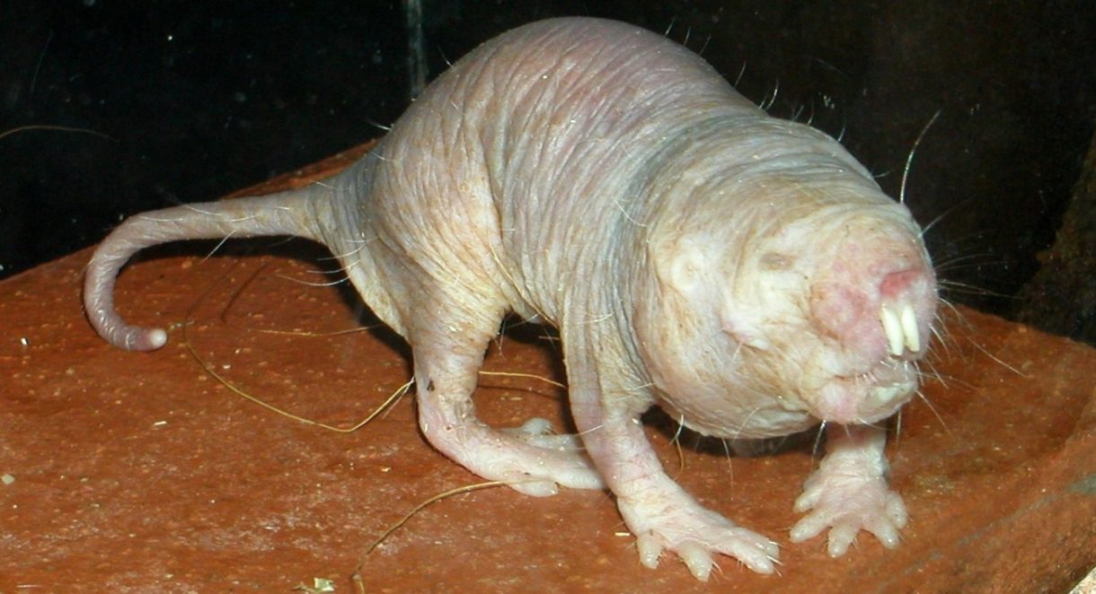 Rata topo desnuda, la rata sin pelo que apenas envejece