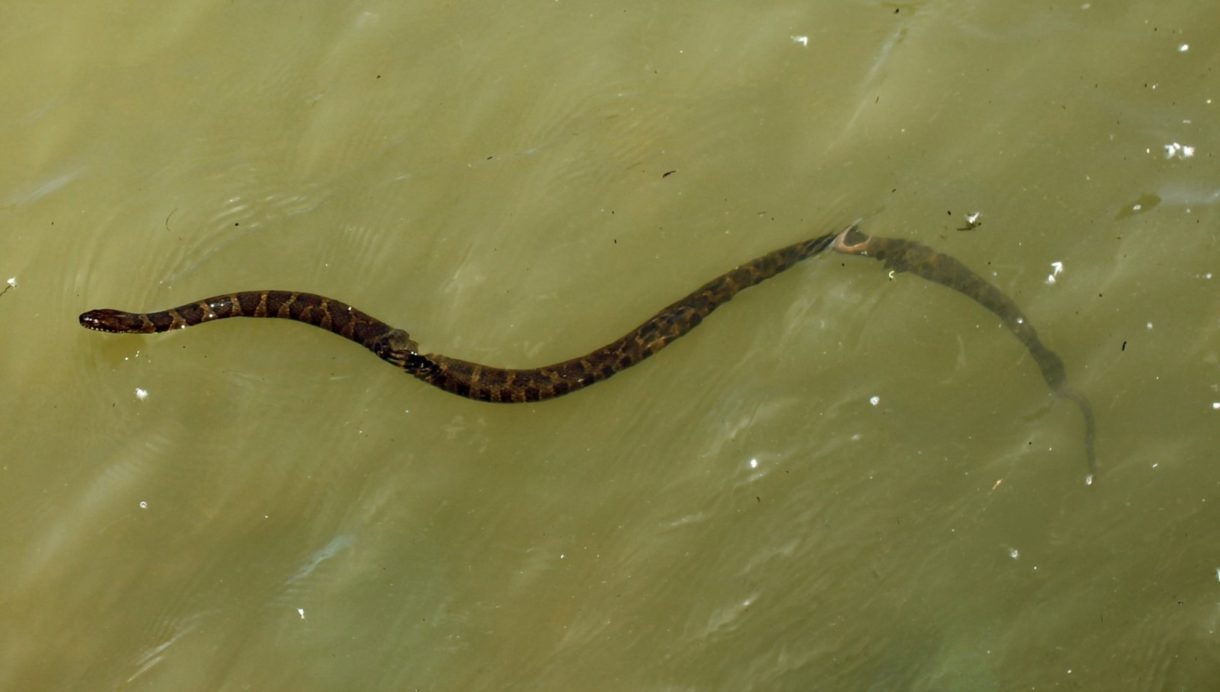 Serpiente marina, una de las más venenosas del mundo
