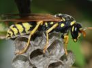 Se creía extinta, pero la abeja más grande del mundo ha vuelto a aparecer