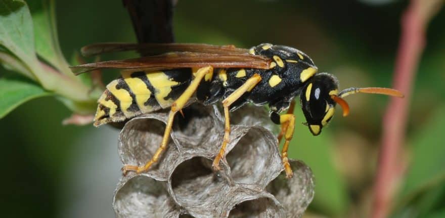 Abeja
