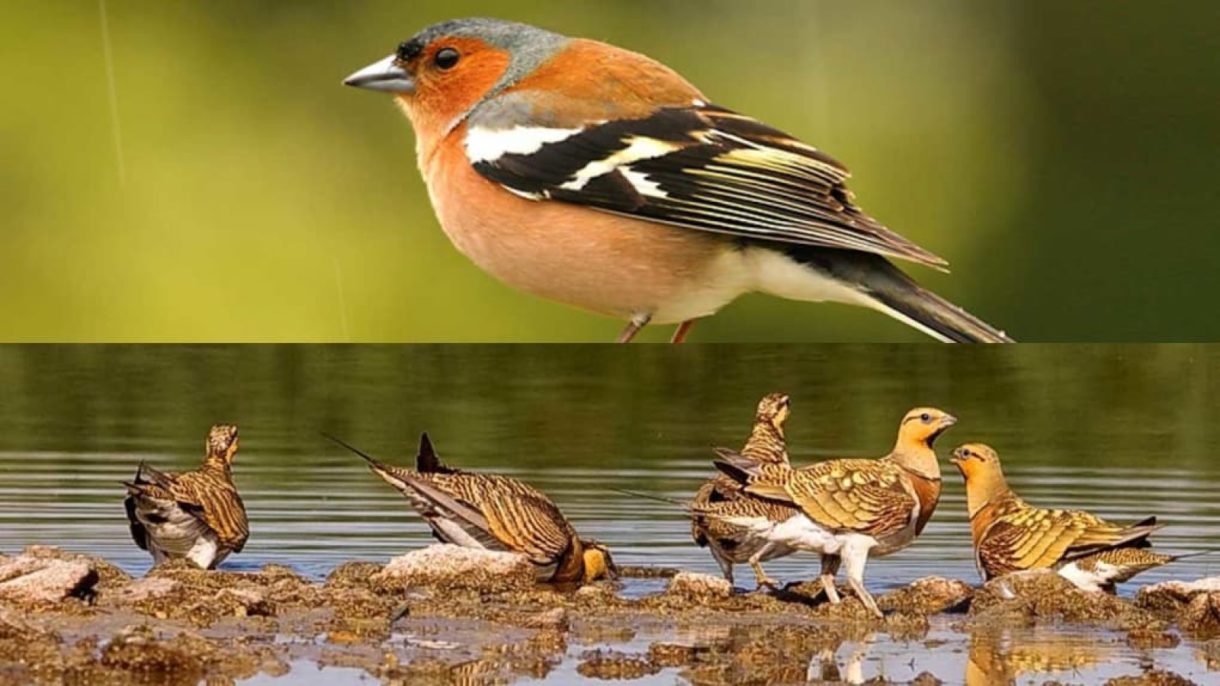 Aves de España, una aplicación para saberlo todo de los pájaros