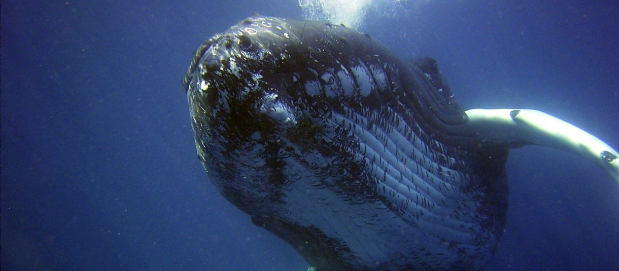 ¿Por qué explotan algunas ballenas, cuando mueren?