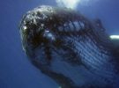 ¿Por qué explotan algunas ballenas, cuando mueren?