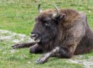 ¿Por que los ataques de bisontes a personas se han incrementado?